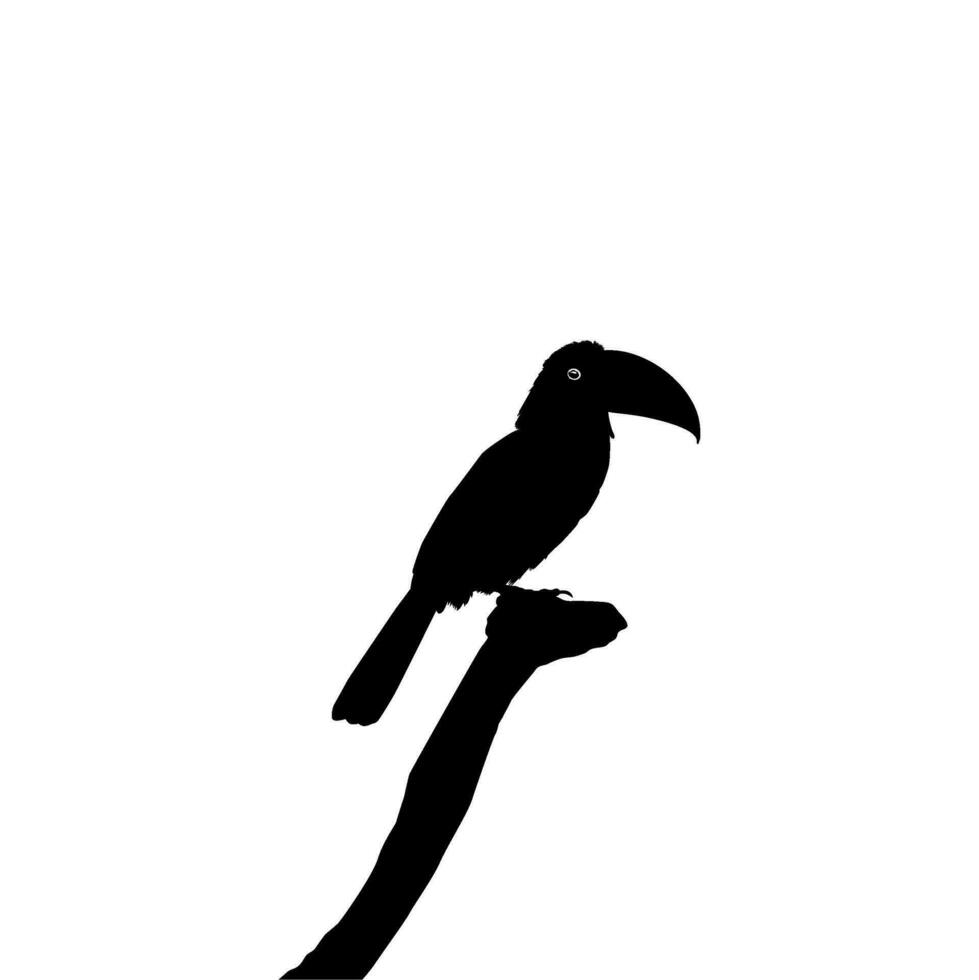 toekans zijn neotropisch leden van de in de buurt passerine vogel familie ramphastidae. de ramphastidae zijn meest nauw verwant naar de Amerikaans baardvogels, vogel silhouet. vector illustratie