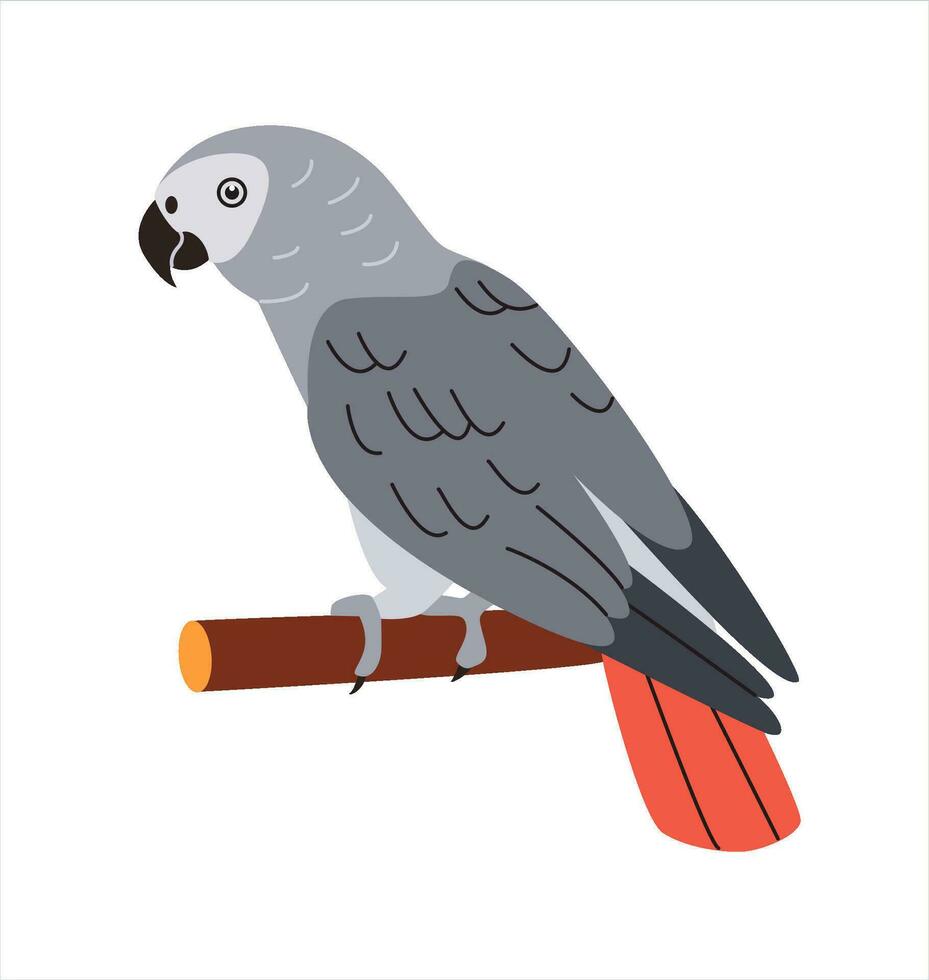 Congo grijs papegaai. Afrikaanse vogel met rood staart en grijs veren. tropisch vogeltje van Afrika. exotisch fauna. vlak vector illustratie.