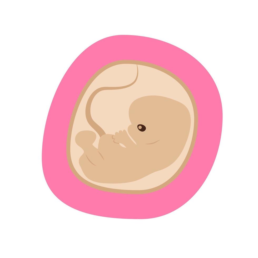 embryo ontwikkeling geïsoleerde pictogram. vector