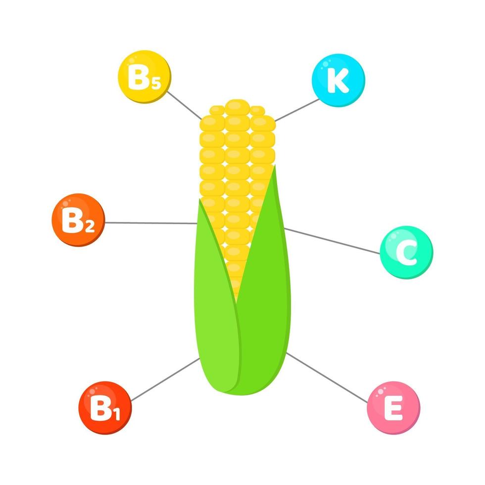 infographics. vitamines in groenten. maïs vector