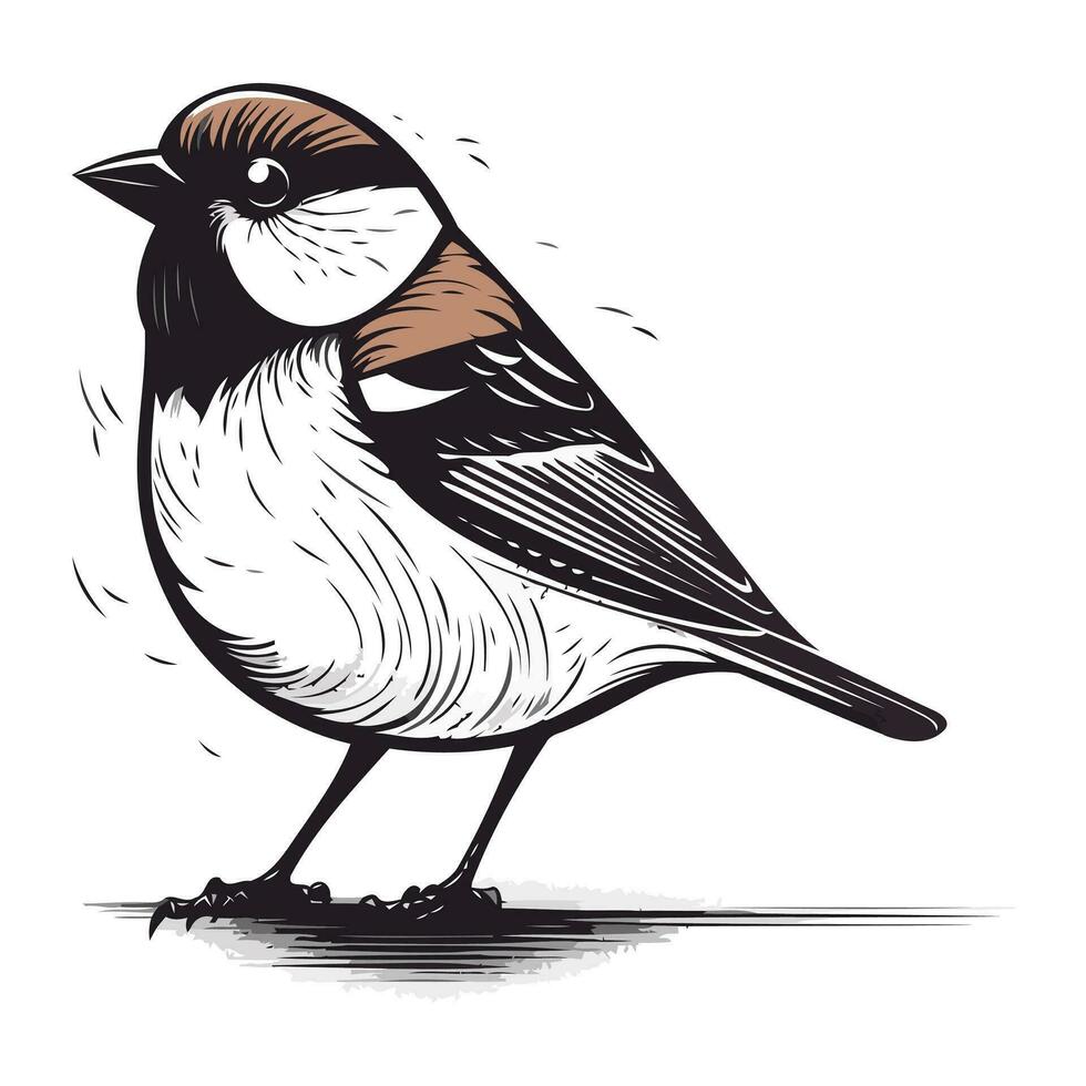 mus vogel geïsoleerd Aan een wit achtergrond. vector illustratie.