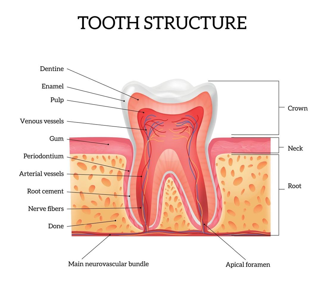 tand anatomie realistische infographics vector