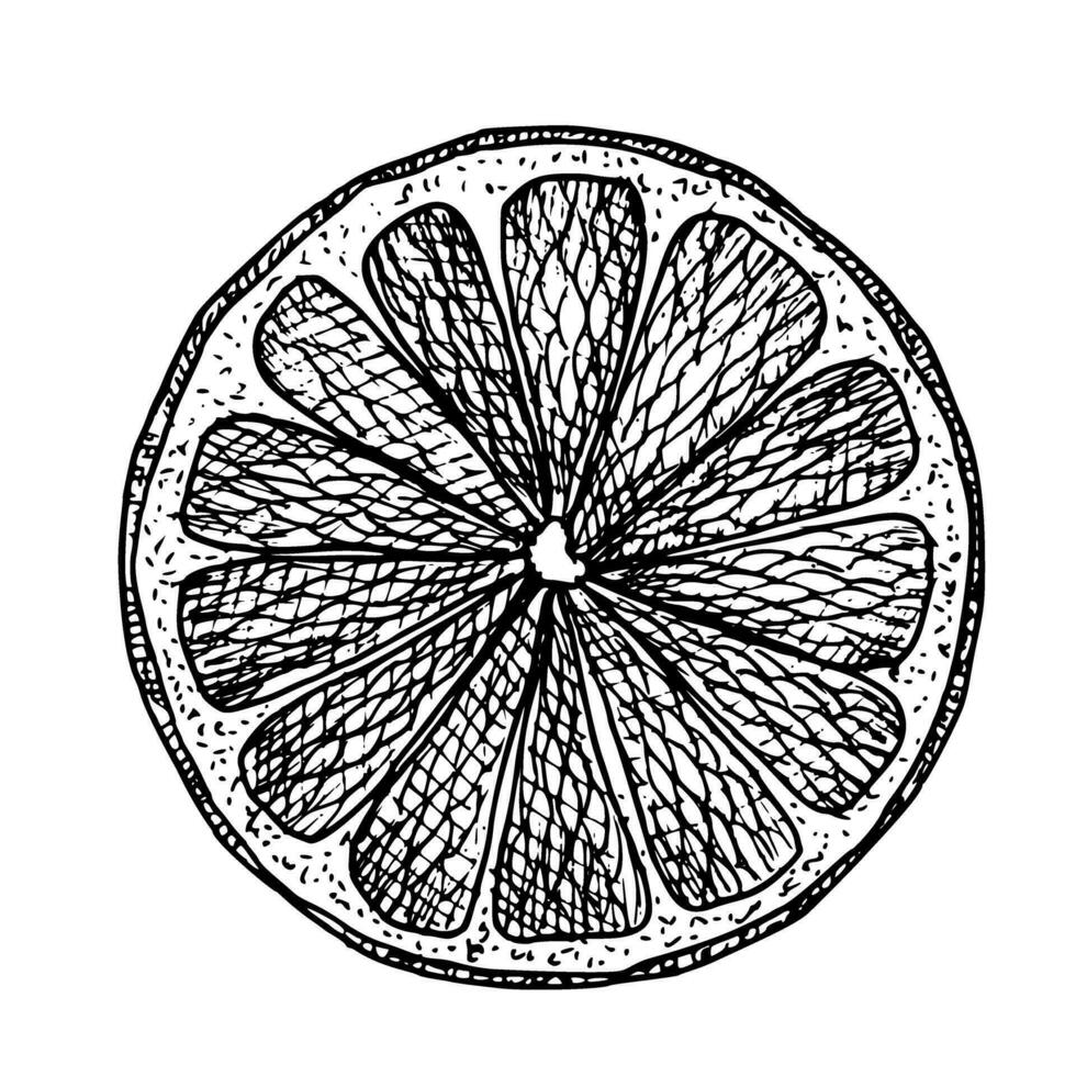 oranje ronde plak. hand- getrokken vector illustratie van citrus besnoeiing Aan wit geïsoleerd achtergrond. tekening van tropisch fruit sectie voor sap label, icoon of logo. schetsen van voedsel stuk in lijn kunst stijl