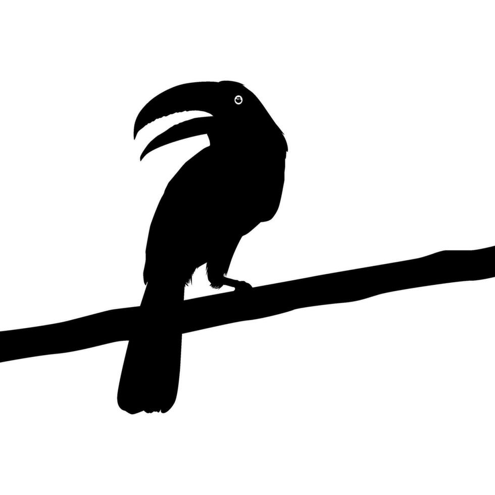 toekans zijn neotropisch leden van de in de buurt passerine vogel familie ramphastidae. de ramphastidae zijn meest nauw verwant naar de Amerikaans baardvogels, vogel silhouet. vector illustratie