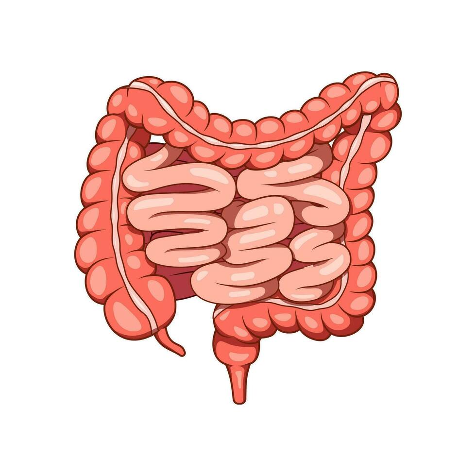 menselijk darm orgaan vector. darm en dikke darm intern menselijk orgaan. vector