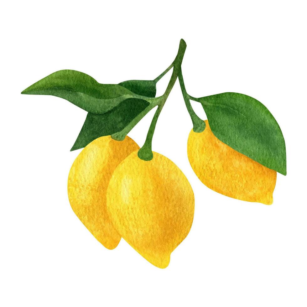 citroen fruit waterverf clip art. illustratie van citroen Afdeling met groen bladeren vector