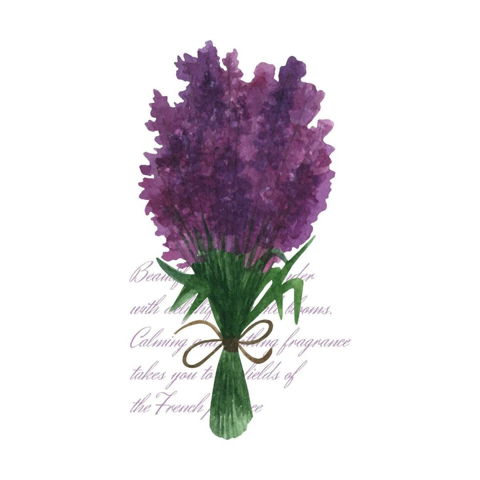 provence lavendel bloem en bladeren. hand- getrokken zomer kruid waterverf clip art vector