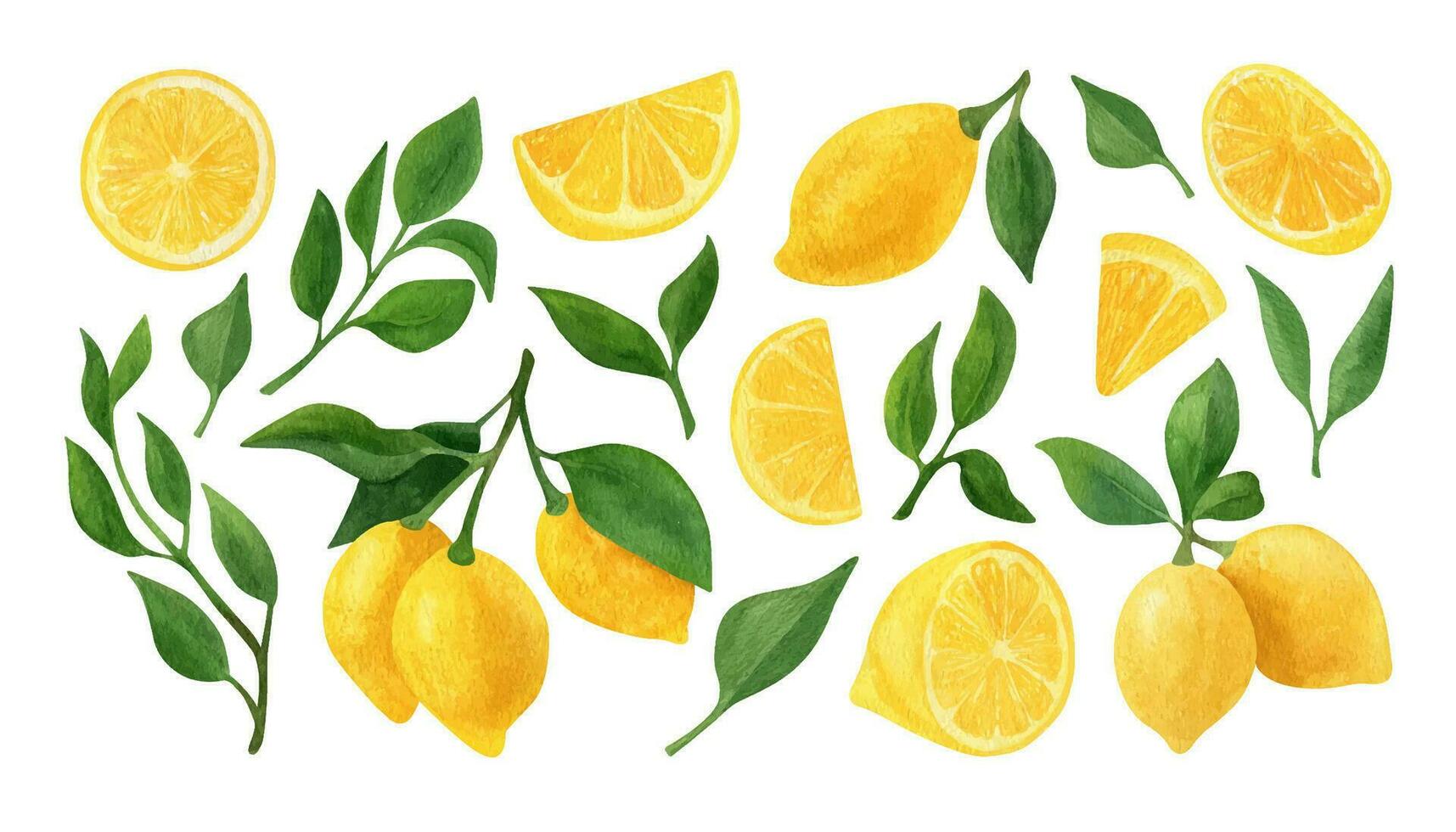 citroen fruit waterverf clip art. illustraties van citroen Afdeling met groen bladeren vector