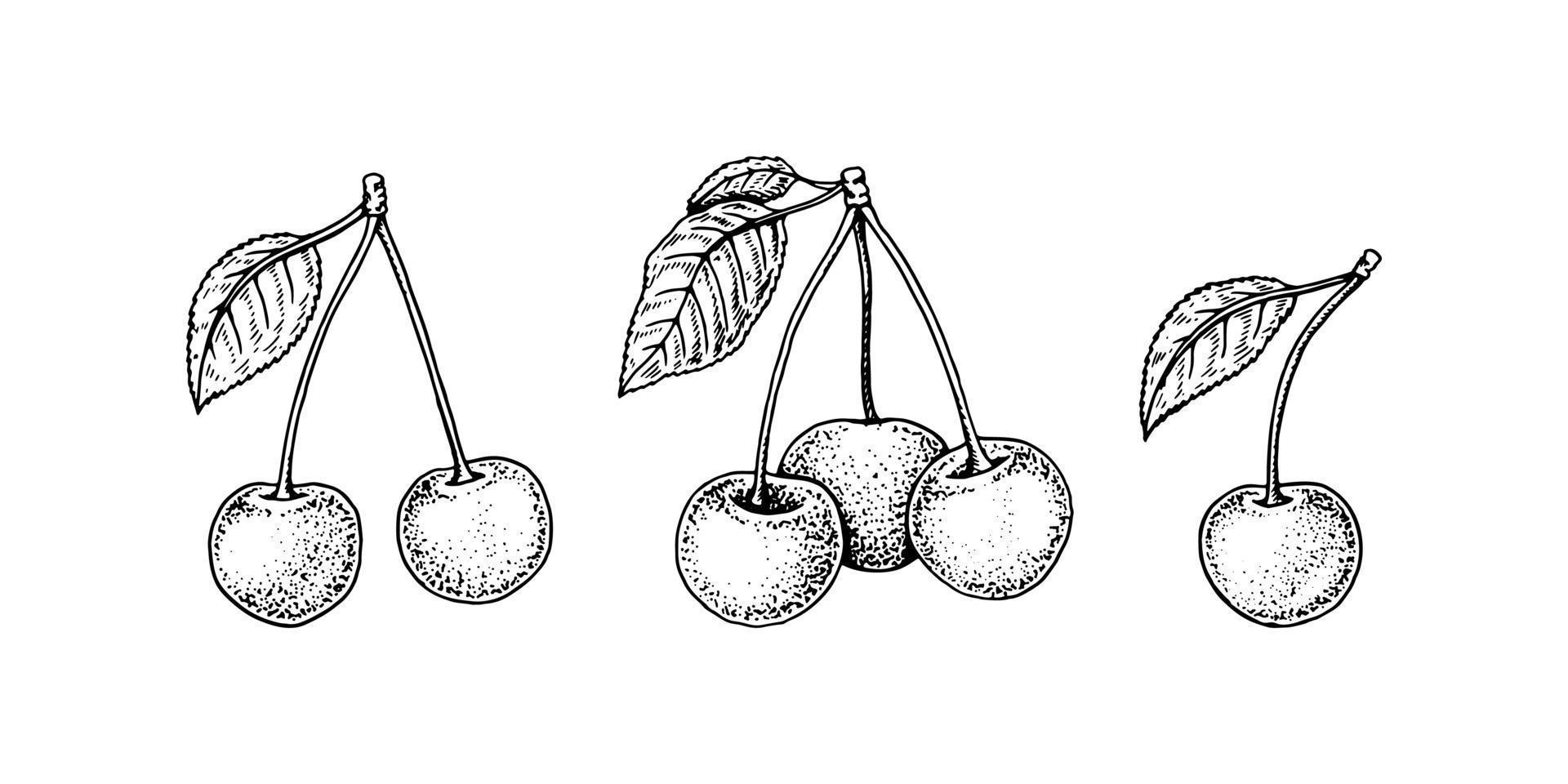 set handgetekende kersenbessen vector