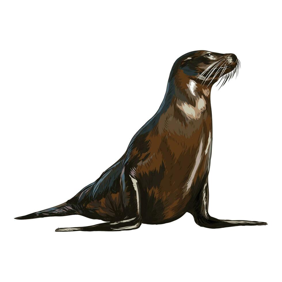 haven zegel of foca vitulina, wijnoogst gegraveerde illustratie. vector