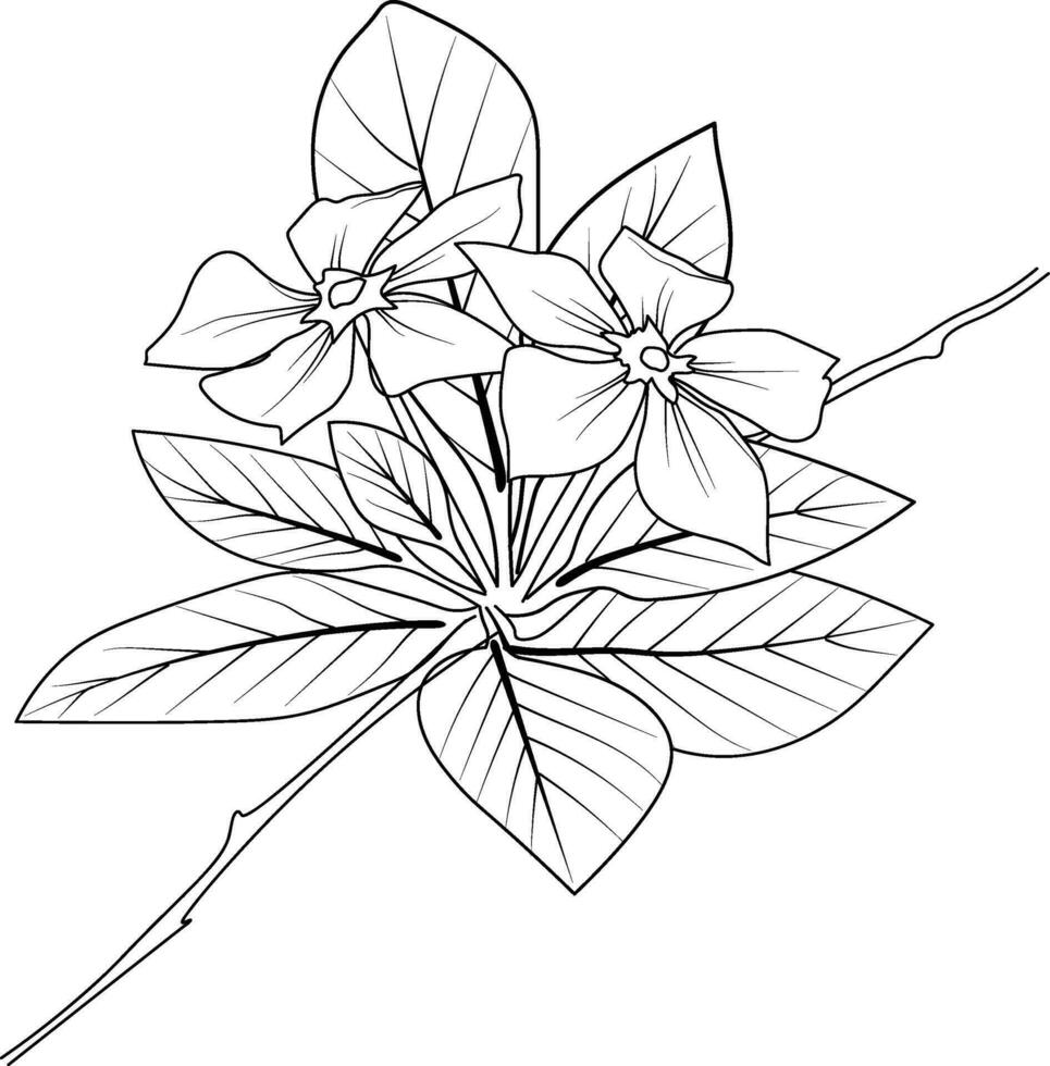 catharanthus bloem botanisch lijn kunst, maagdenpalm bloem tatoeëren, maagdenpalm tatoeëren zwart en wit, maagdenpalm tatoeëren ontwerpen catharanthus tekeningen voor kleur Pagina's, volwassenen kleur Pagina's vector