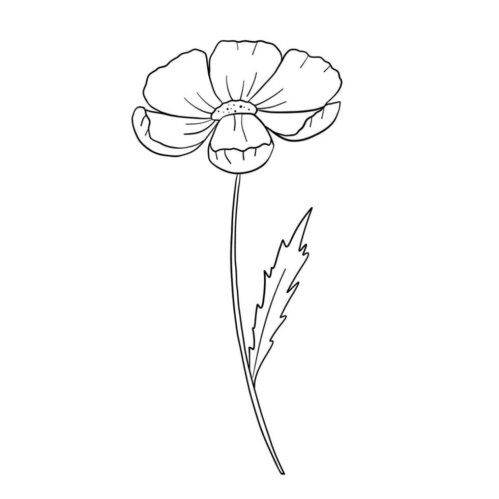 hand- getrokken bloem madeliefje. vector schets schetsen. lijn kunst tekening geïsoleerd Aan wit achtergrond voor kleur boek