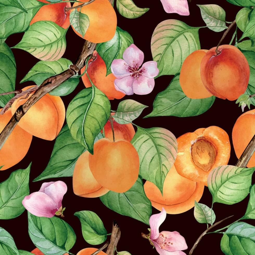 waterverf naadloos patroon van Afdeling met abrikoos, groen bladeren geïsoleerd Aan donker. schilderij fruit boom, vrucht hand- getrokken. ontwerp element voor kaart, pakket, poster, etiket jam, kunstmatig, sap, olie vector