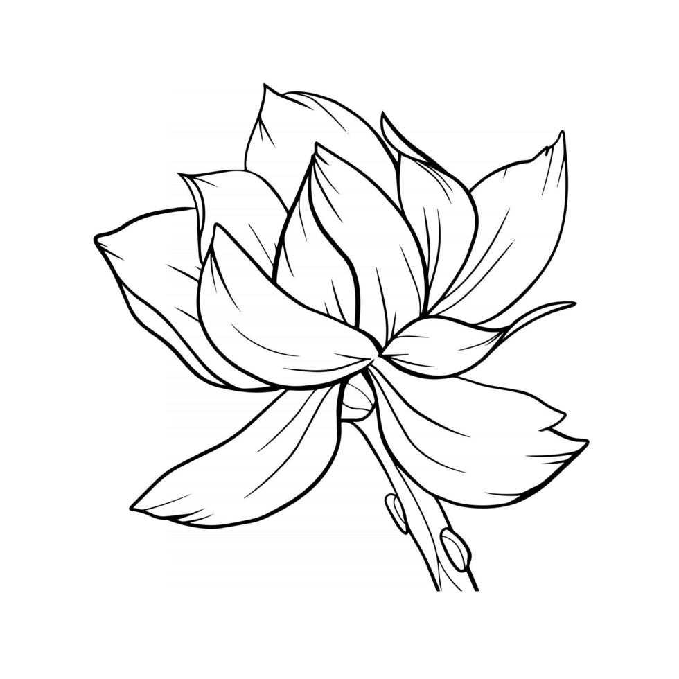 magnolia bloem overzicht magnolia lijntekeningen lijntekening vector