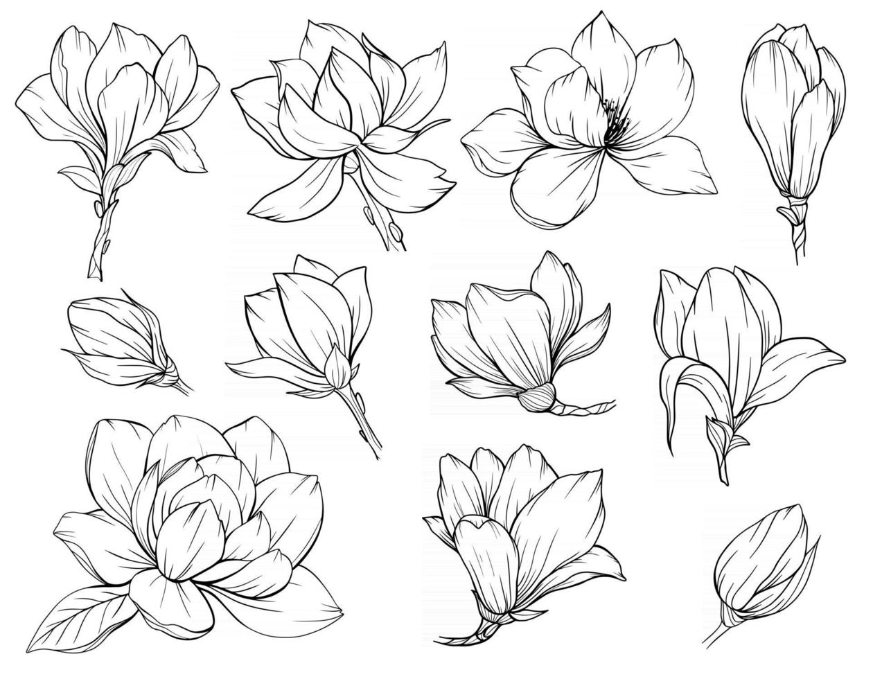 magnolia bloem overzicht magnolia lijntekeningen lijntekening vector