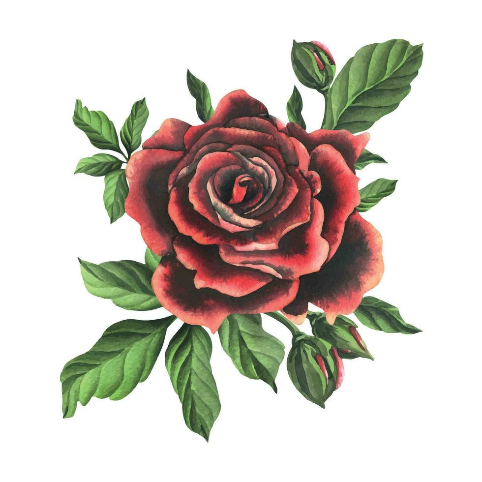 rood Zwart roos bloemen met groen bladeren en knoppen, chique, helder, mooi. hand- getrokken waterverf illustratie. geïsoleerd samenstelling Aan een wit achtergrond, voor decoratie en ontwerp vector