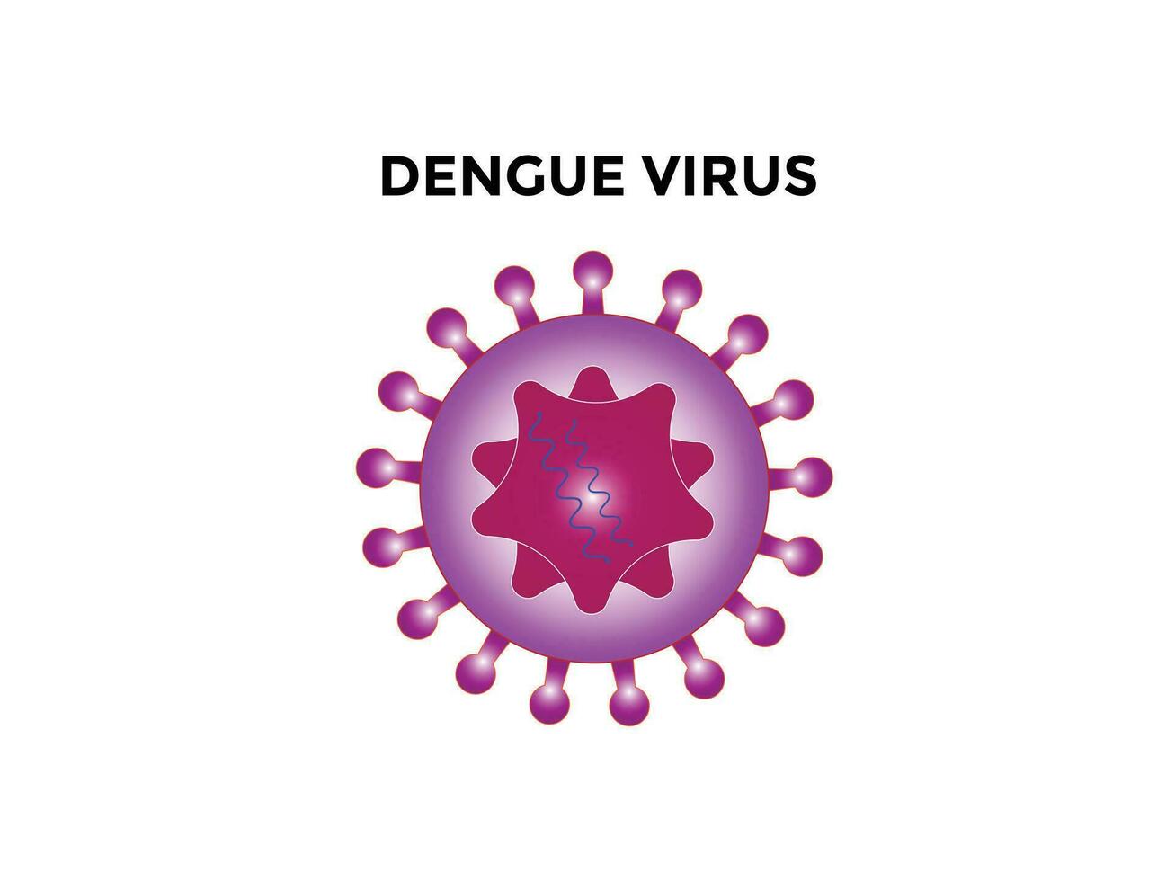 dengue virus. dengue virus dev is de oorzaak van dengue koorts. het is een door muggen overgedragen, single positief gestrand rna virus. virion omvat rna strengen, eiwitten, en enveloppen. vector