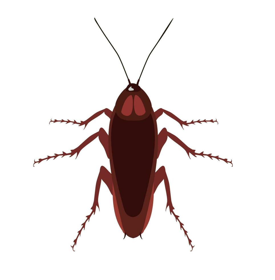 kakkerlakken insecten vector illustratie in geïsoleerd wit achtergrond. voorwerp van insect en vlieg icoon. insect en element voorraad symbool voor web.