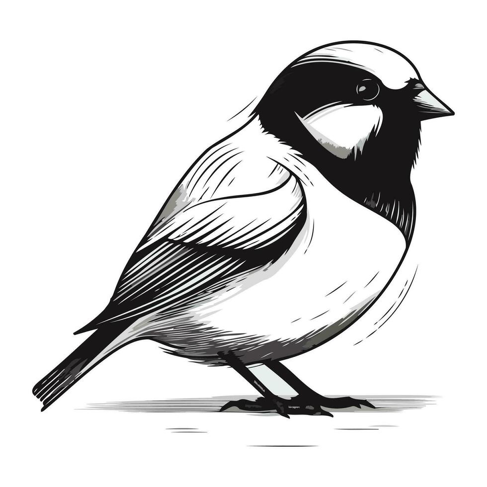 goudvink vogel geïsoleerd Aan een wit achtergrond. vector illustratie.