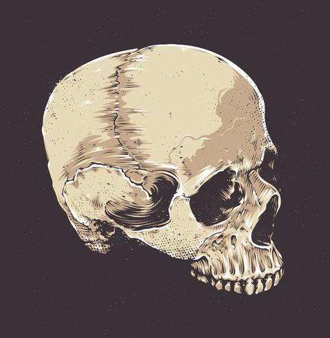 Anatomische Grunge-schedel vector