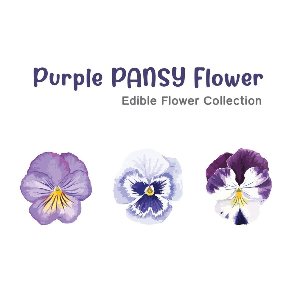 paarse viooltje bloemen vector