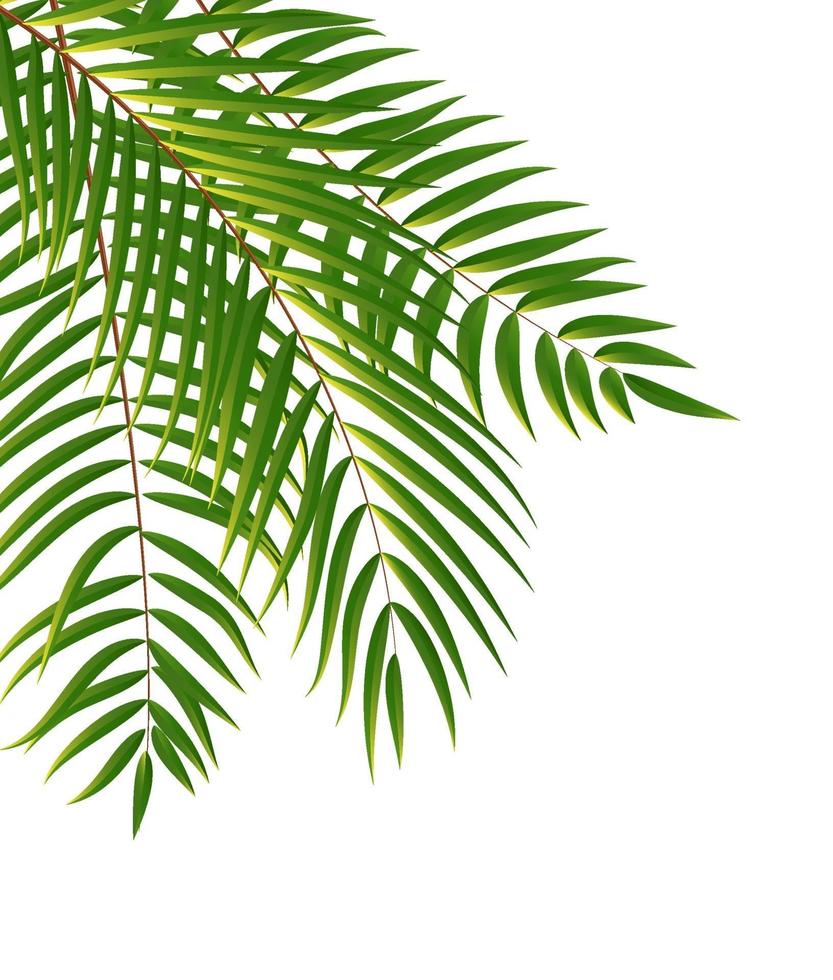 mooie palmboom blad silhouet achtergrond vectorillustratie vector