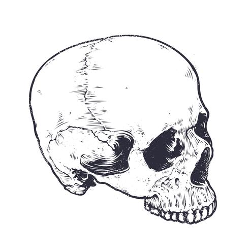 Anatomische schedel Vector