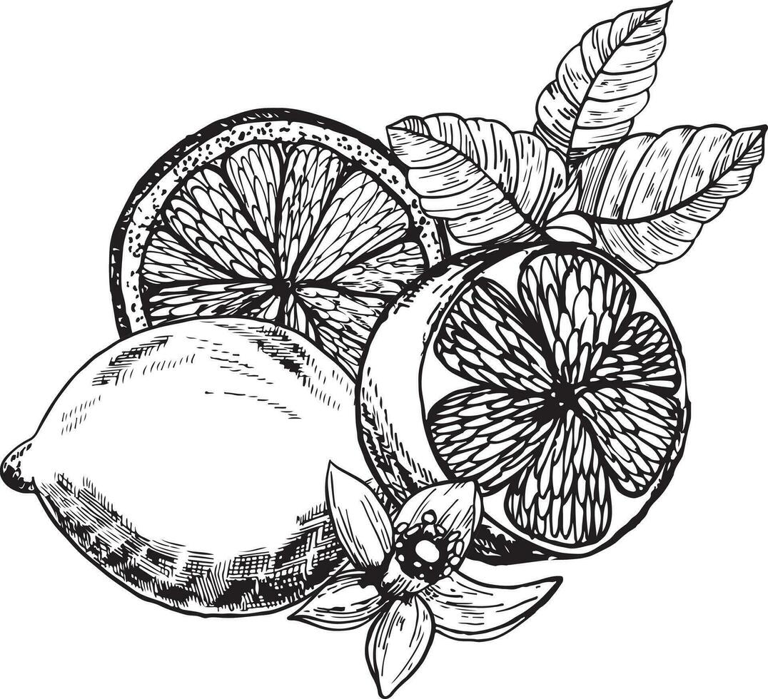 samenstelling met citroenen en bloemen.citroen grafiek in inkt, gemarkeerd Aan een wit achtergrond. een hand getekend illustratie van voedsel. fruit afdrukken. vector