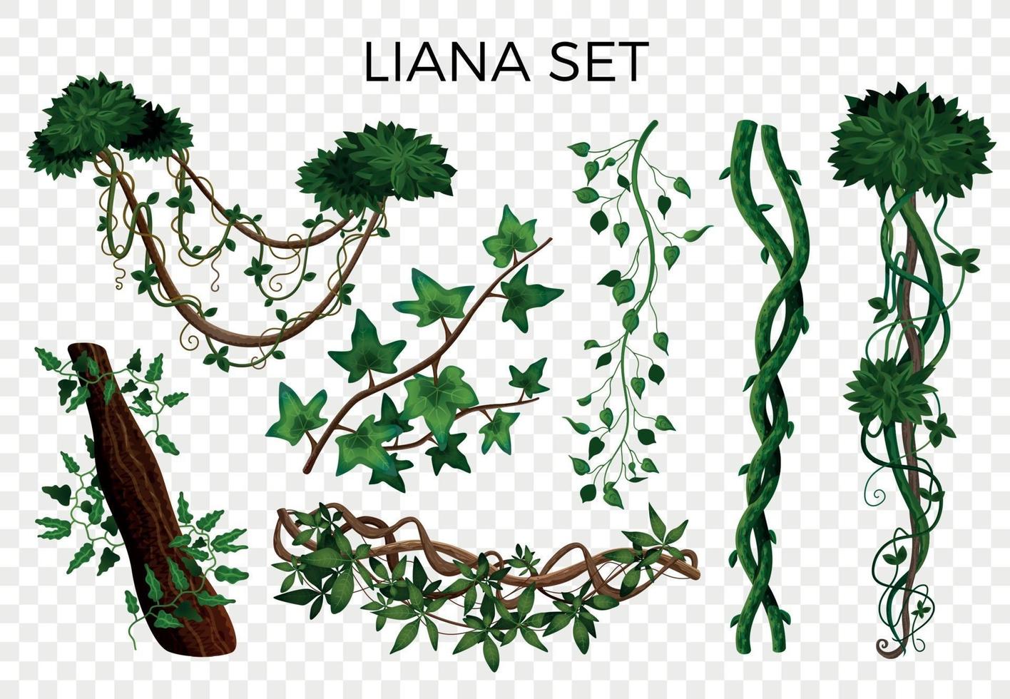 tropische lianen set vector