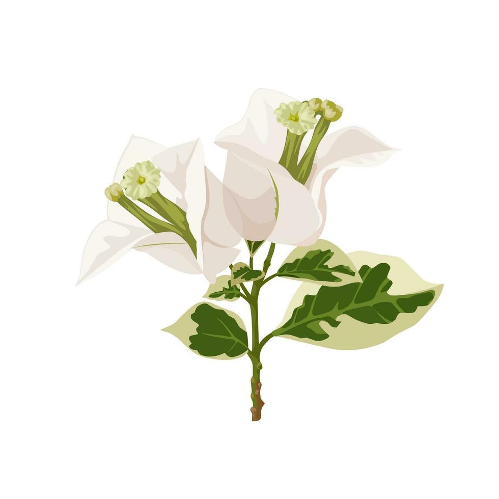 vector illustratie, wit bougainvillea bloem, geïsoleerd Aan wit achtergrond.