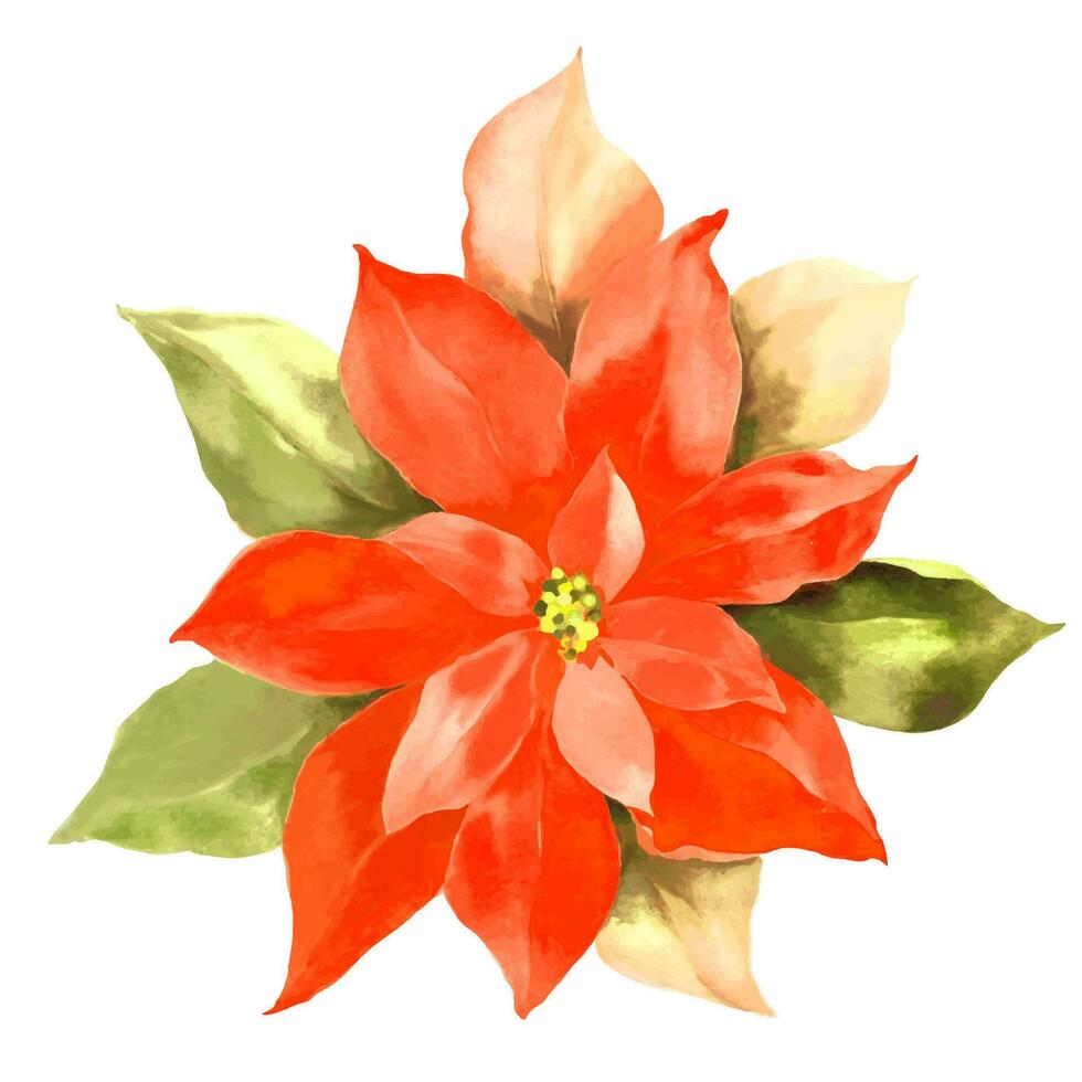 waterverf Kerstmis kerstster bloem. hand- getrokken illustratie geïsoleerd op wit achtergrond. vector