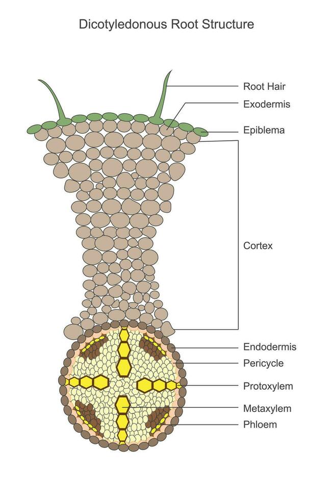 tweezaadlobbige wortels exposeren een penwortel systeem met twee zaadlobben, welke op te slaan voedingsstoffen, en lateraal wortels voor water en voedingsstof absorptie. botanisch concept. vector