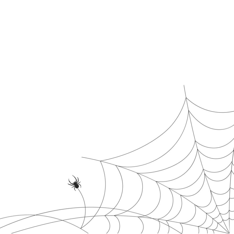 wit achtergrond met spinneweb en spin. insecten. illustratie, achtergrond met kopiëren ruimte, vector