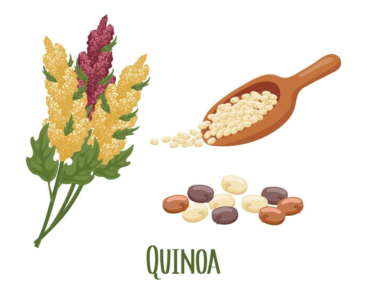 reeks van quinoa granen en aartjes. quinoa plant, quinoa granen in een houten lepel. landbouw, voedsel, ontwerp elementen, vector