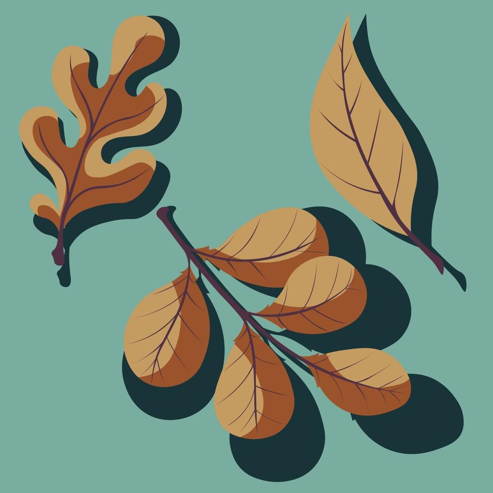 set van herfstbladeren. eiken, wilg en walnoot blad met schaduw. vector