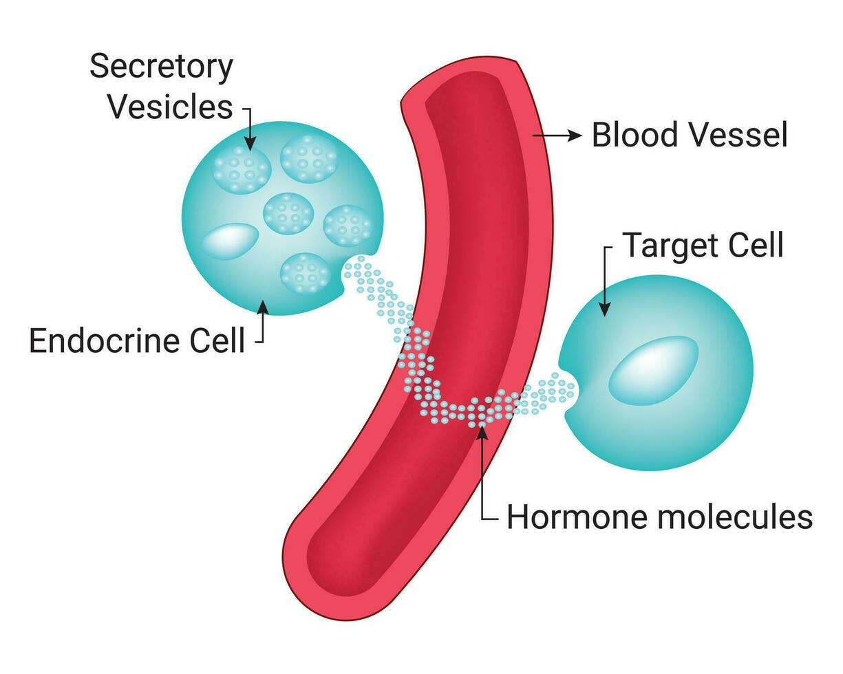 secretoire blaasjes bloed vaartuig wetenschap ontwerp vector illustratie diagram