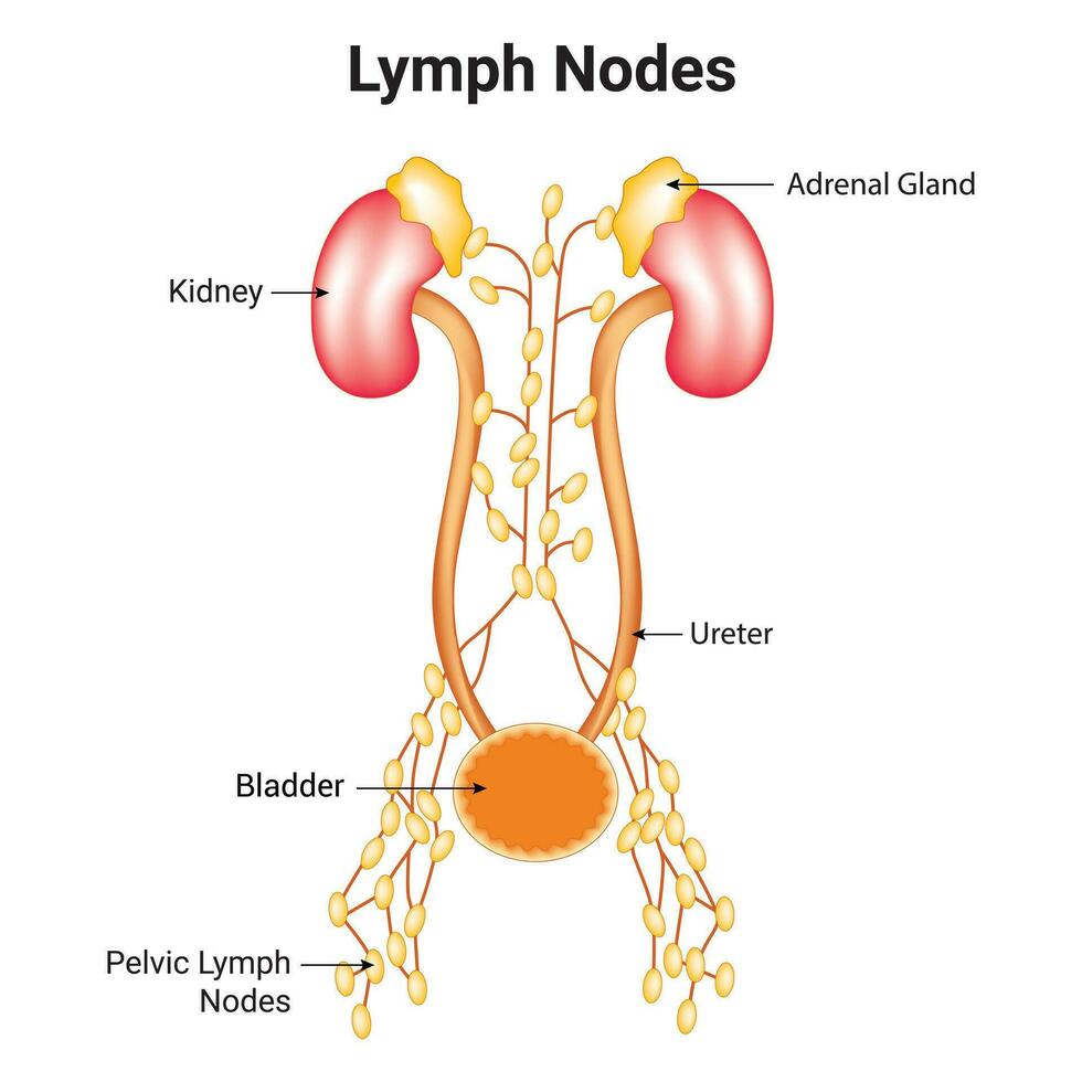 lymfe knooppunten wetenschap ontwerp vector illustratie diagram