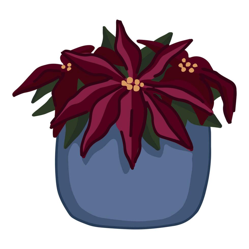 tekening van bloeiend kerstster in pot. tekenfilm clip art van Kerstmis huis fabriek. hand- getrokken vector illustratie geïsoleerd Aan wit.