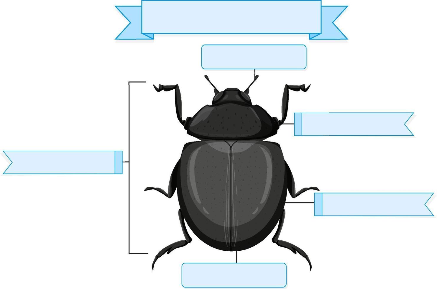 externe anatomie van een kever werkblad vector