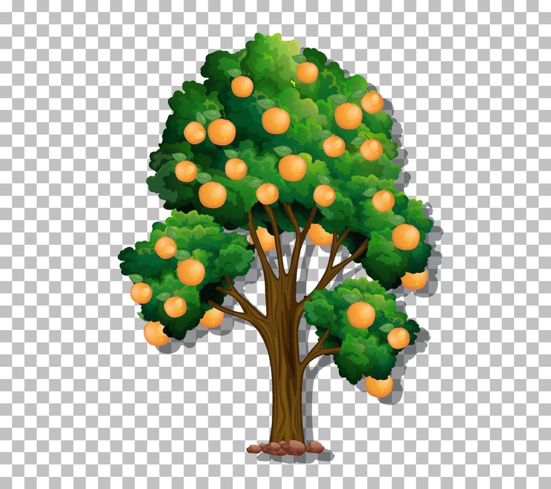 sinaasappelboom geïsoleerd vector