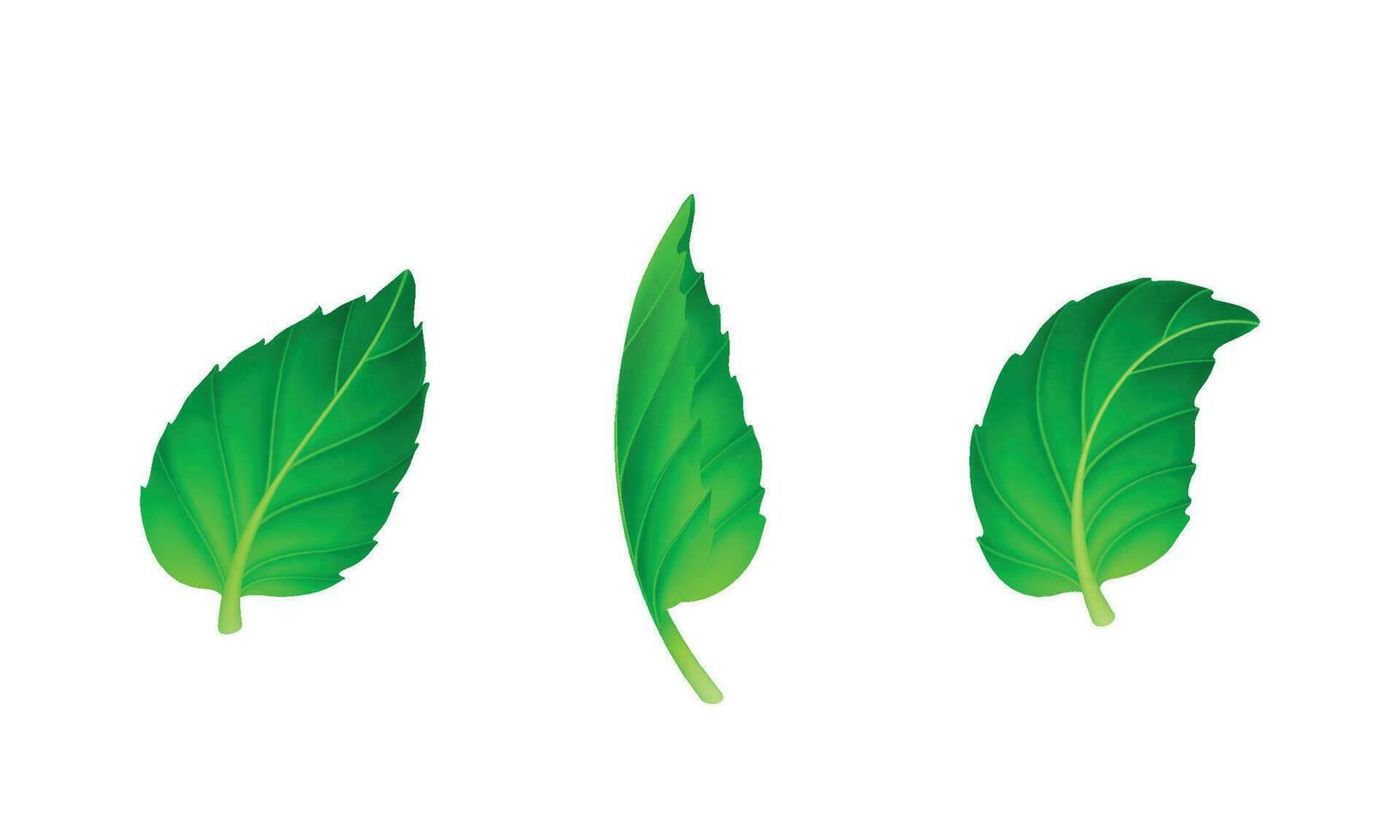 vector divers vormen en vormen van groen bladeren reeks