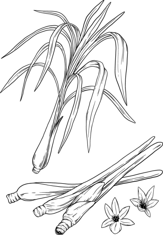 citroengras kruid botanisch schetsen illustratie vector