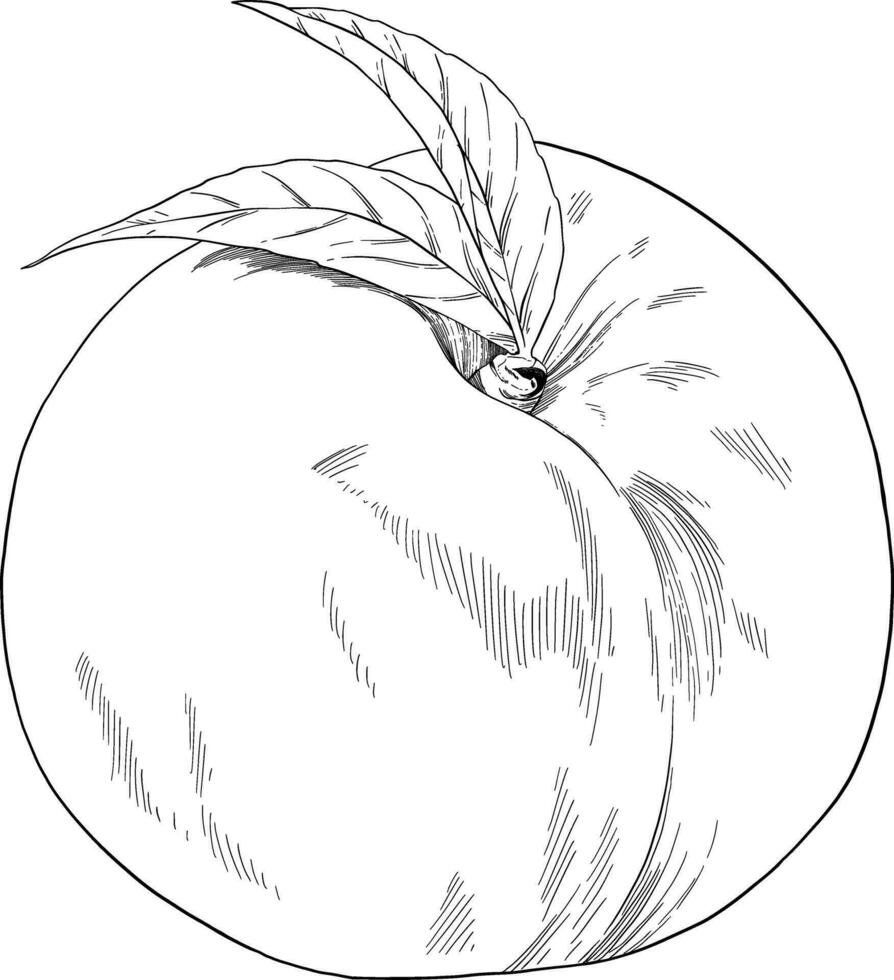 perzik fruit hand- getrokken illustratie vector