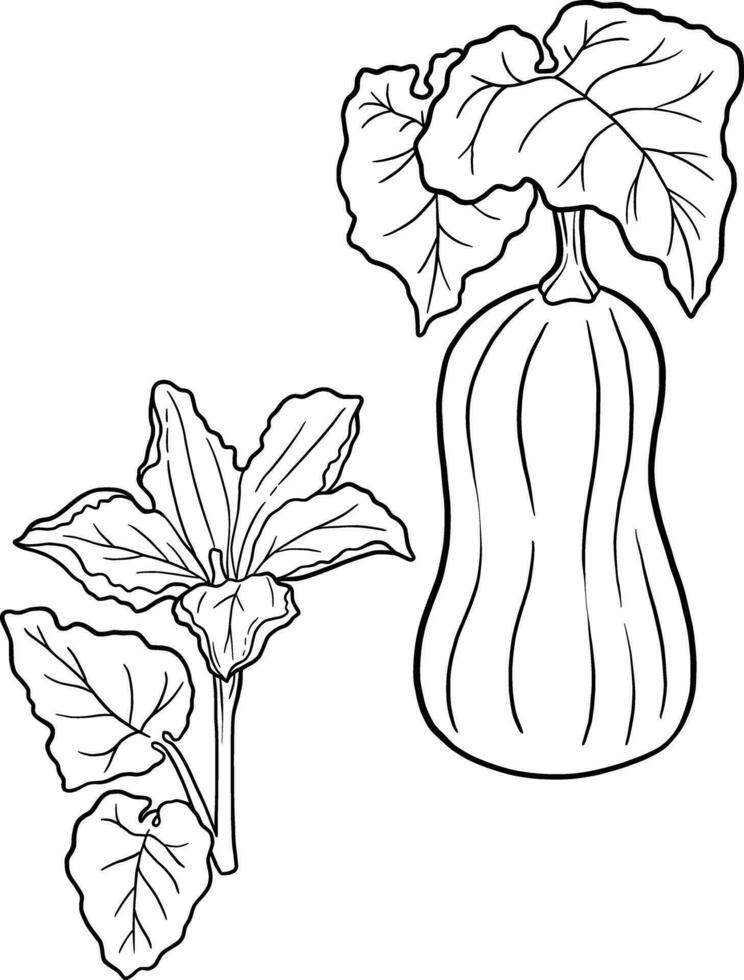 butternut botanisch kleur boek voor onderwijs en mentaal Gezondheid vector