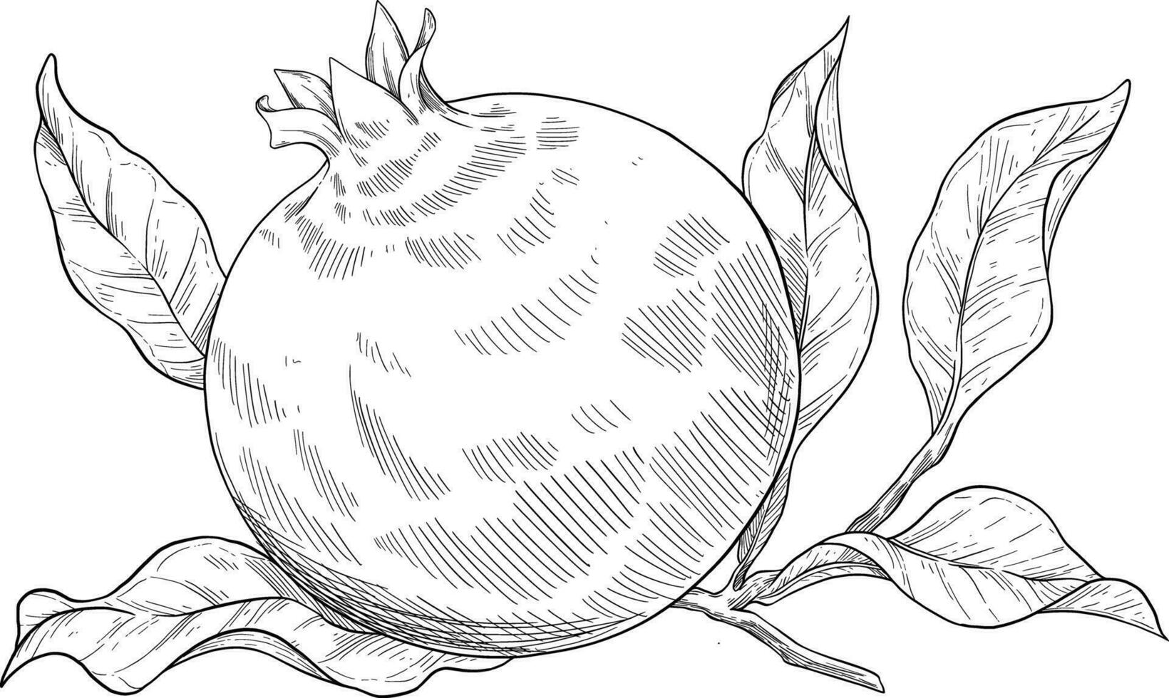 granaatappel fruit hand- getrokken illustratie vector