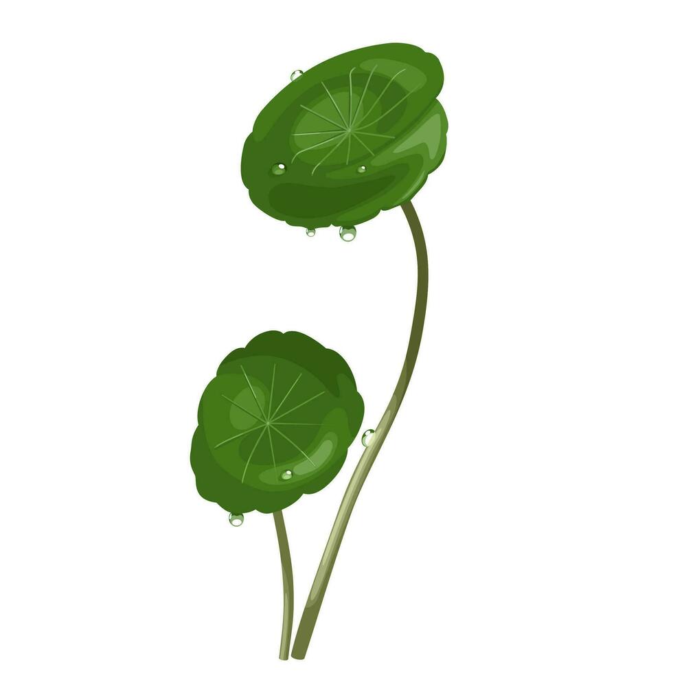 vector illustratie, ik heb je kola of centella Azië, met dauw druppels, geïsoleerd Aan wit achtergrond.