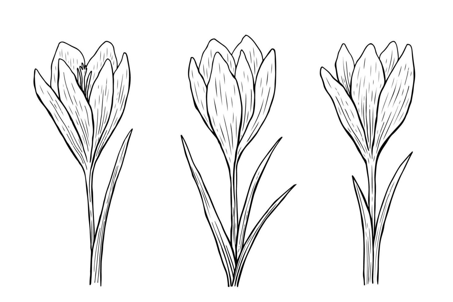 krokus overzicht set. vector handgetekende illustratie in lijn kunststijl