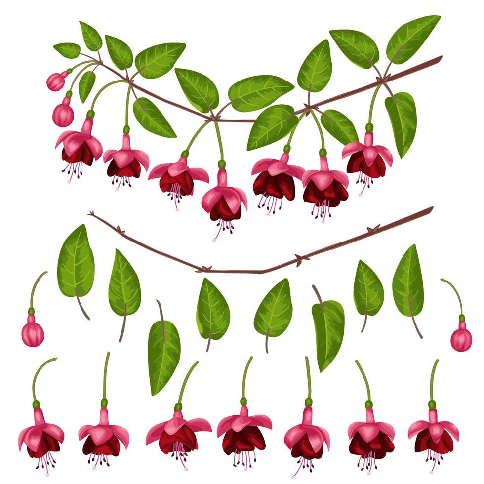 fuchsia elementen set vector