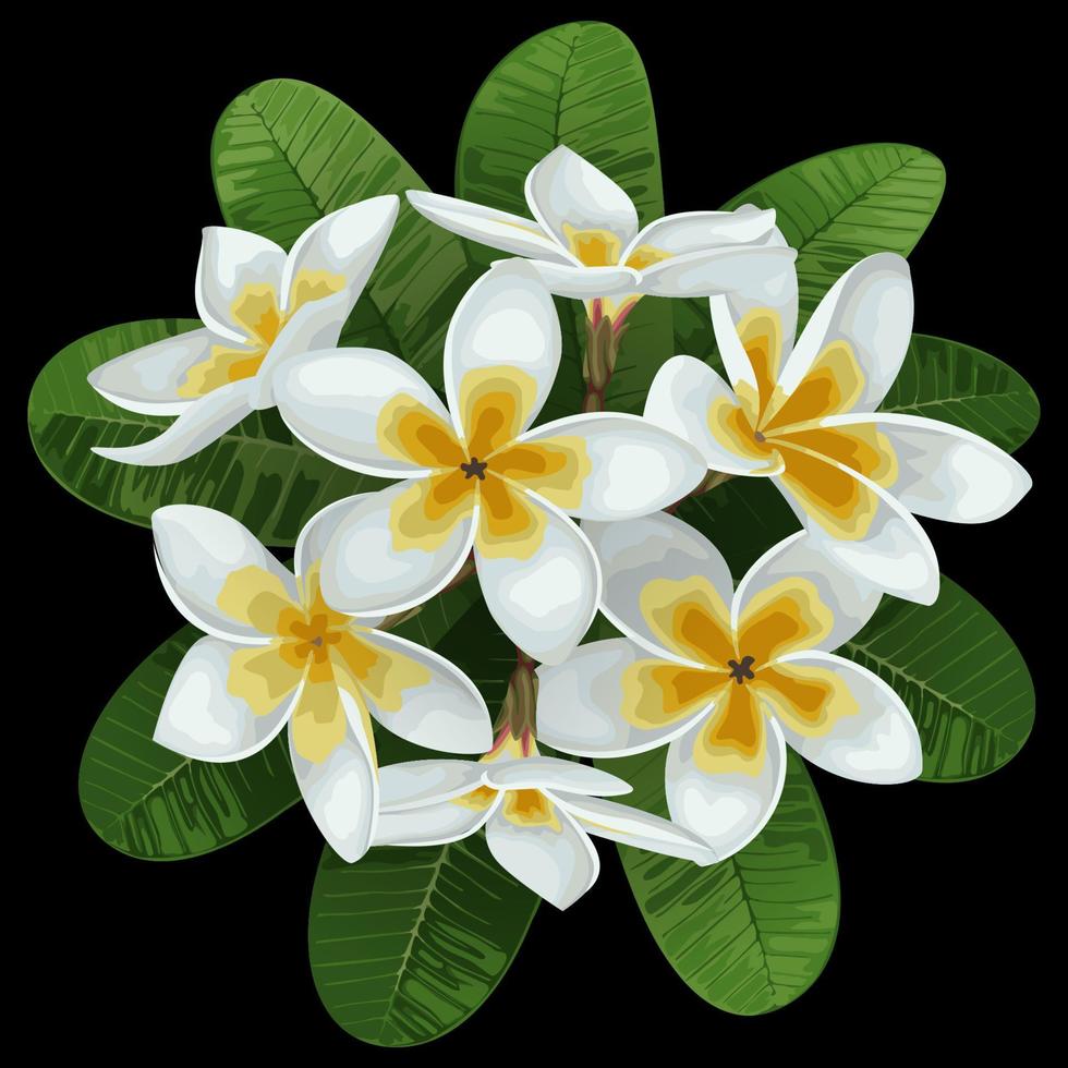 plumeria tropisch boeket vector