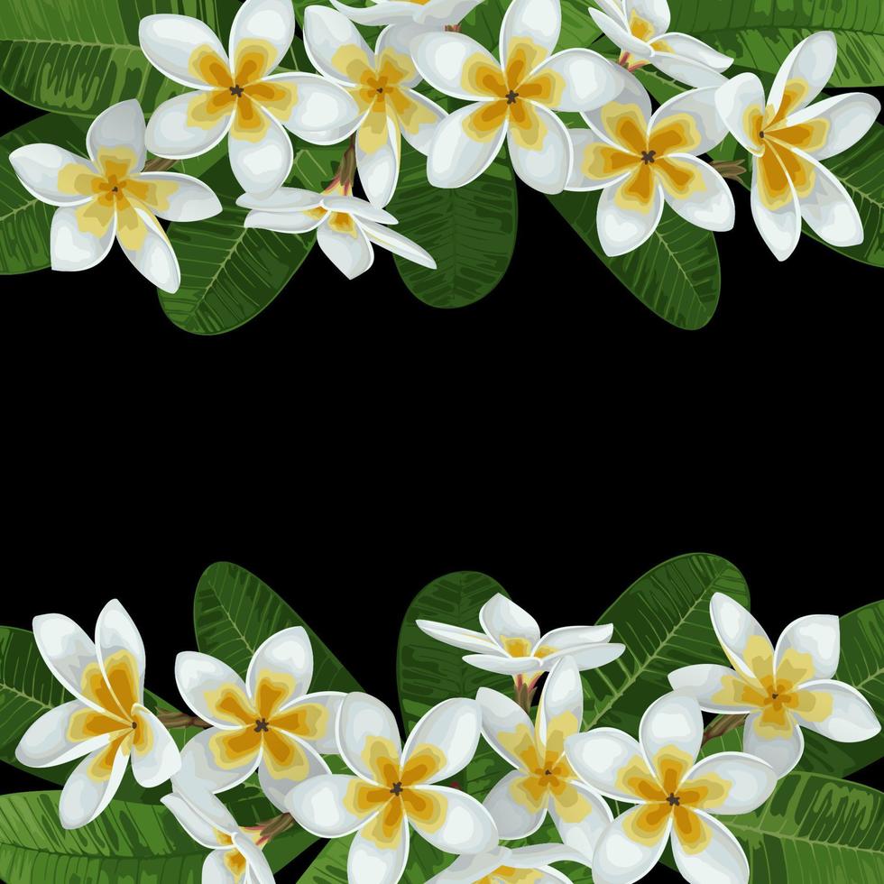 plumeria tropische grens vector